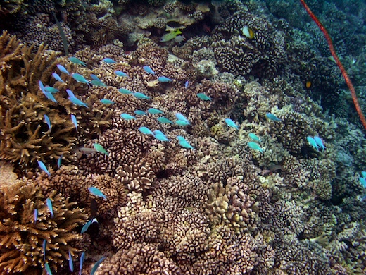 Chromis à tache axillaire noire (Chromis atripectoralis Chromis à tache axillaire noire (Chromis atripectoralis)