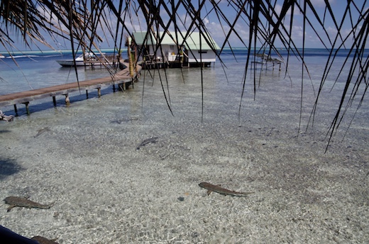 requin pointe noire (Carcharhinus melanopterus) requin pointe noire (Carcharhinus melanopterus)