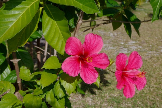 Hibiscus Hibiscus