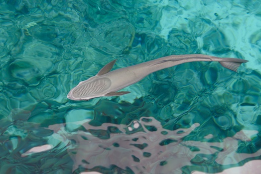 rémora (Echeneneis naucrates rémora (Echeneneis naucrates)