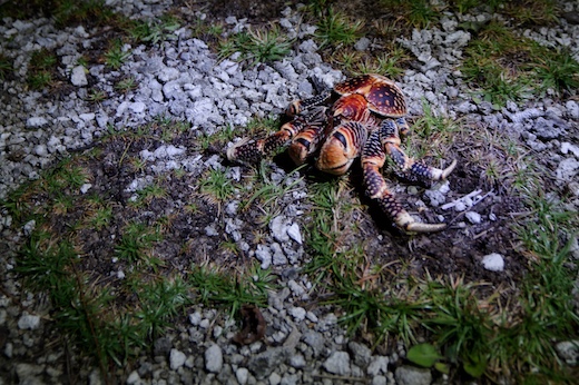 Kaveu ou crabe de cocotier (Birgus latro Kaveu ou crabe de cocotier (Birgus latro)