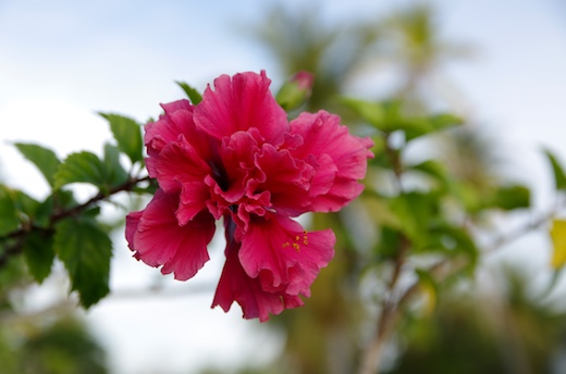 Hibiscus diantoïdes Hibiscus diantoïdes
