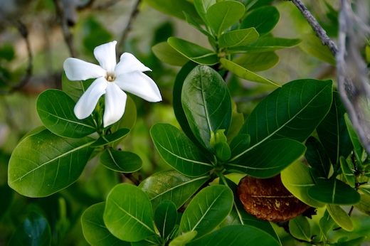 Tiare (Gardenia tahitensis Tiare (Gardenia tahitensis
