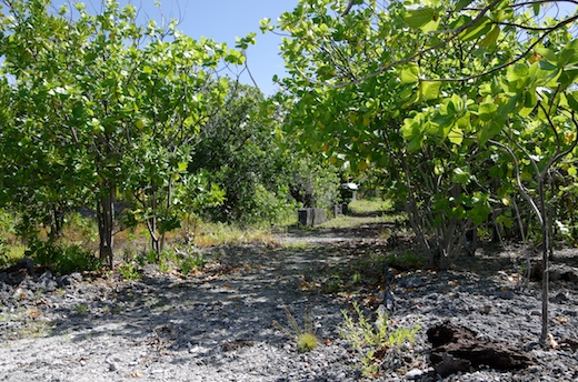 "rue" datant de l'ancien village Tetamanu "rue" datant de l'ancien village Tetamanu