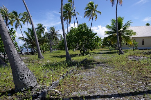 "rue" datant de l'ancien village Tetamanu "rue" datant de l'ancien village Tetamanu