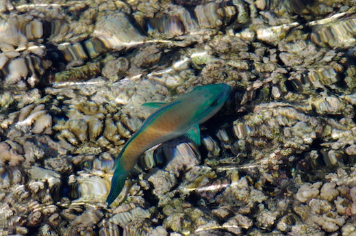 poisson-perroquet poisson-perroquet