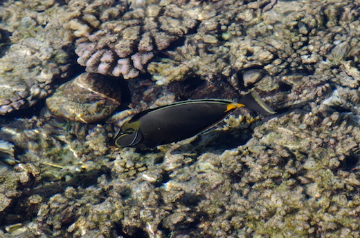 poisson-chirurgien : Nason à éperons orange (Naso lituratus poisson-chirurgien : Nason à éperons orange (Naso lituratus)