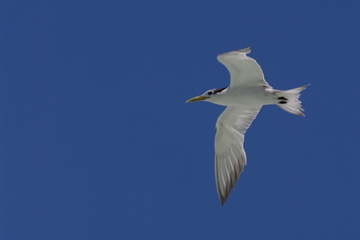 _IGP8888.jpg _IGP8888.jpg