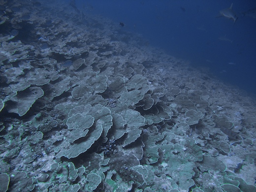 roses de corail Montipora