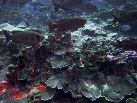 Priacanthes (Priacanthus)