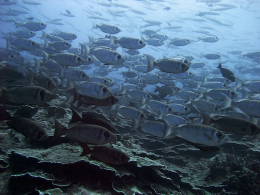 Priacanthes (Priacanthus)