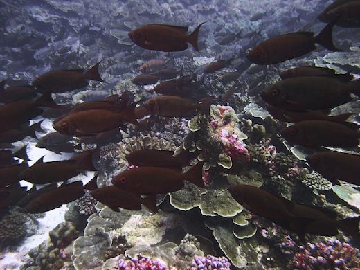 Priacanthes (Priacanthus)