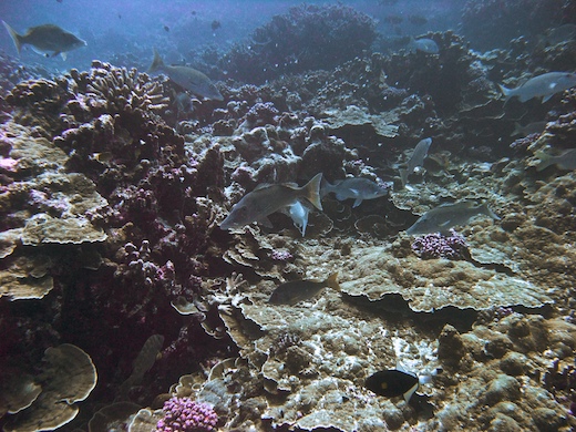 Bec de cane à long museau (Lethrinus olivaceus)