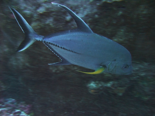 Carangue noire (Caranx lugubris)