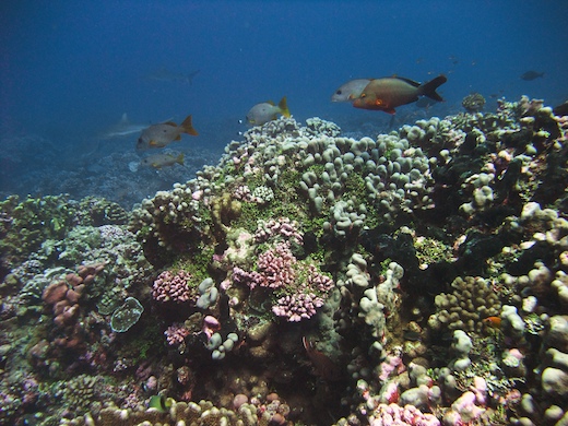 Perche pagaie (Lutjanus gibbus), perche à tache noire (Lutjanus monostigma)