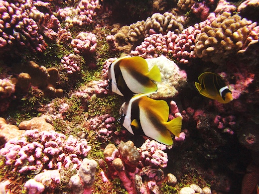 Taurillon du pauvre (Heniochus monoceros), Chaetodon raton laveur (Chaetodon lunula)