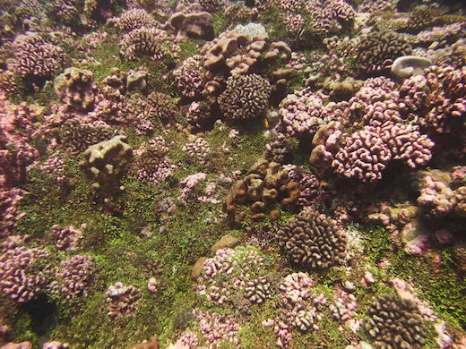 champ de coraux divers et algues
