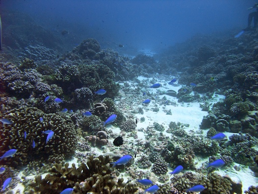 Demoiselle paon (Pomacentrus pavo)