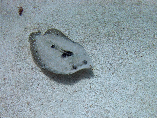 Turbot tropical (Bothus mancus)