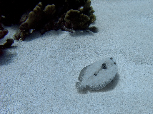 Turbot tropical (Bothus mancus)