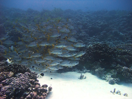Perches à tache noire (Lutjanus monostigma)