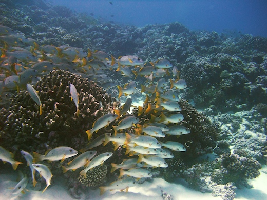 Perches à tache noire (Lutjanus monostigma)