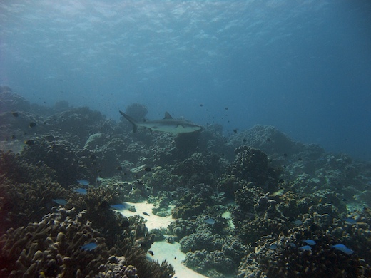 requin gris de récif  Carcharhinus amblyrhynchos