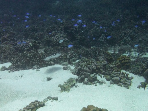 Turbot tropical (Bothus mancus) et poissons Demoiselle
