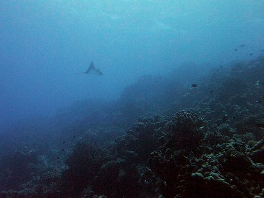 raie léopard (Aetobatis narinari)