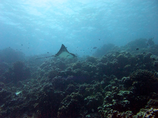raie léopard (Aetobatis narinari)