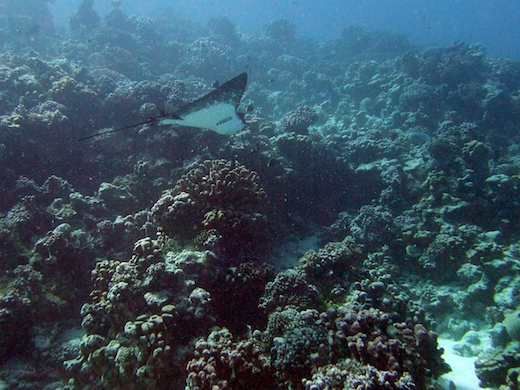 raie léopard (Aetobatis narinari)