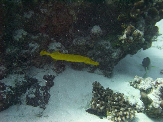 Poisson-trompette (Aulostomus chinensis)