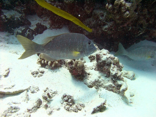 Tamouré (Lethrinus atkinsoni) et poisson-trompette