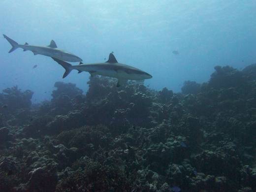 requin gris de récif  Carcharhinus amblyrhynchos