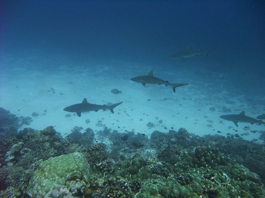 requin gris de récif  Carcharhinus amblyrhynchos