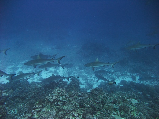 requin gris de récif  Carcharhinus amblyrhynchos