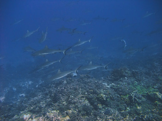 requin gris de récif  Carcharhinus amblyrhynchos