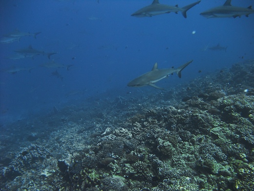requin gris de récif  Carcharhinus amblyrhynchos