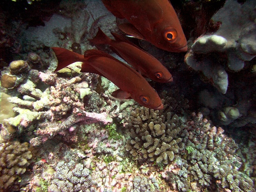 Priacanthes (Priacanthus)