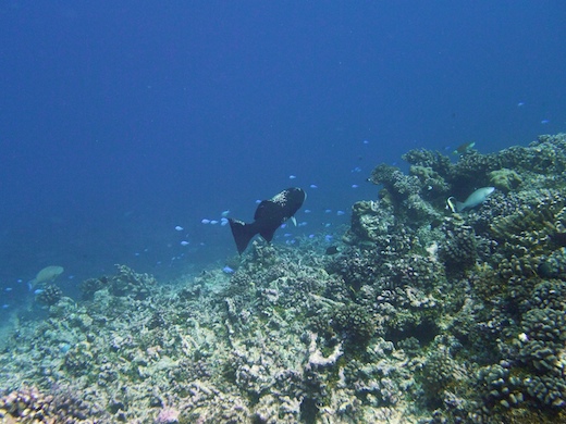Mérou (Epinephelus)