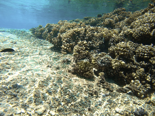 retour à Tetamanu ...