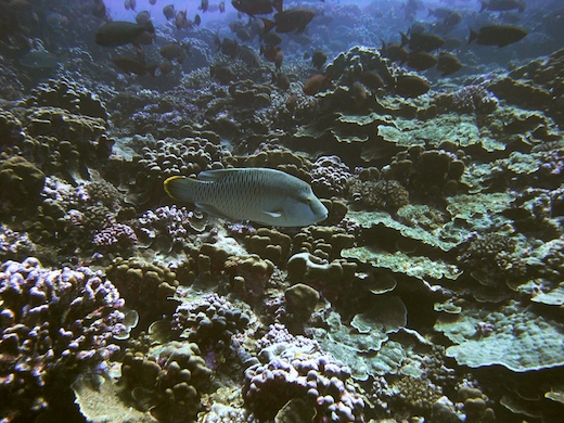 Napoléon (Cheilinus undulatus)