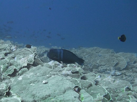 Coris clown (Coris aygula)