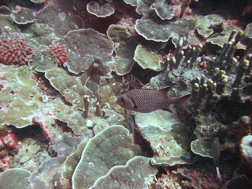 poisson-soldat : Myripristis violacé (Myripristis violacea)