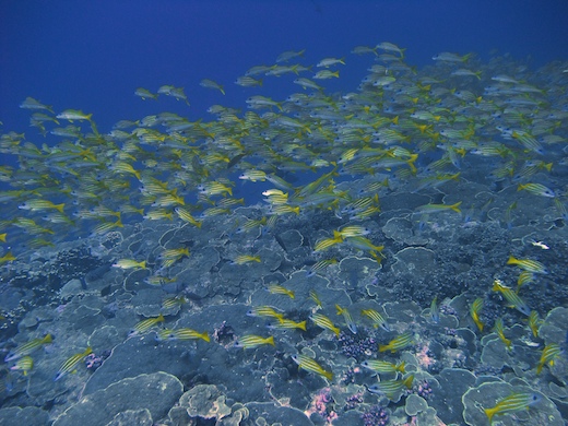 Perches à raies bleues (Lutjanus Kasmira)