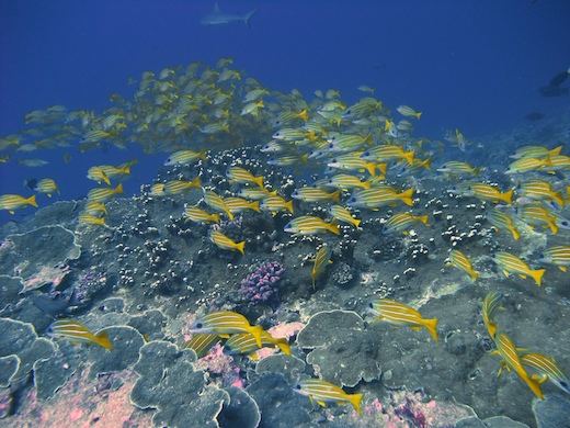 Perches à raies bleues (Lutjanus Kasmira)