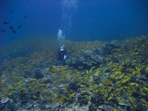 Perches à raies bleues (Lutjanus Kasmira)