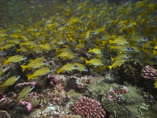 Perches à raies bleues (Lutjanus Kasmira)