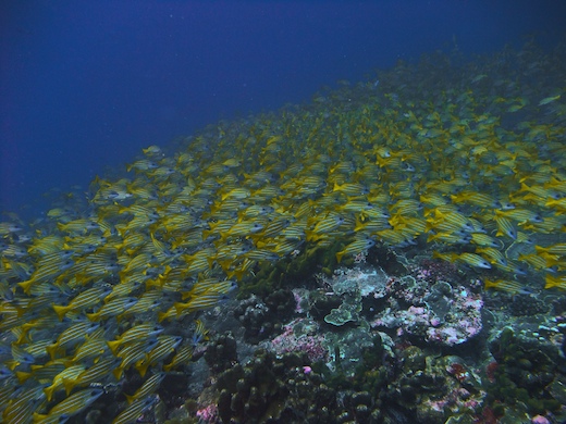 Perches à raies bleues (Lutjanus Kasmira)