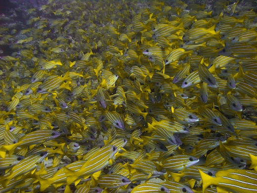 Perches à raies bleues (Lutjanus Kasmira)